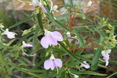Impatiens balsamina var. parusnathica